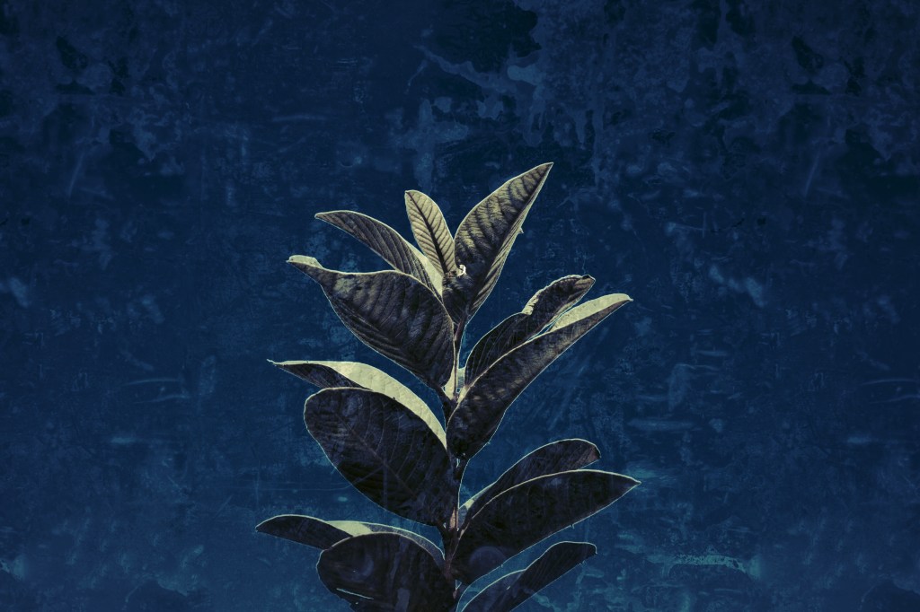 ইকোফেমিনিজম বা পরিবেশ&nbsp;নারীবাদ